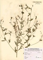 Psoralea tenuiflora Pursh藏品圖，第2張